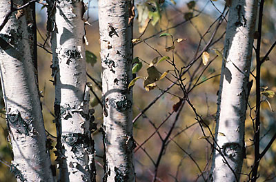 Birch trees Ontario Georgian Bay uid 1045989